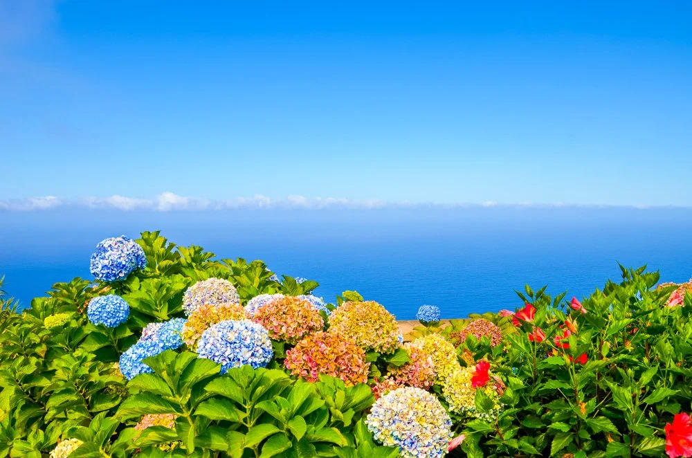 ISLAND FRESH ON.jpg