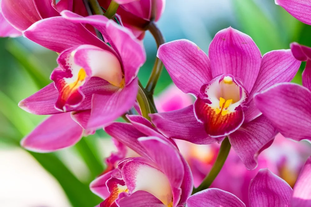 HAWAIIAN ORCHID.jpg