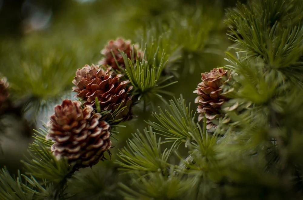 Pine & Pinecones.jpg