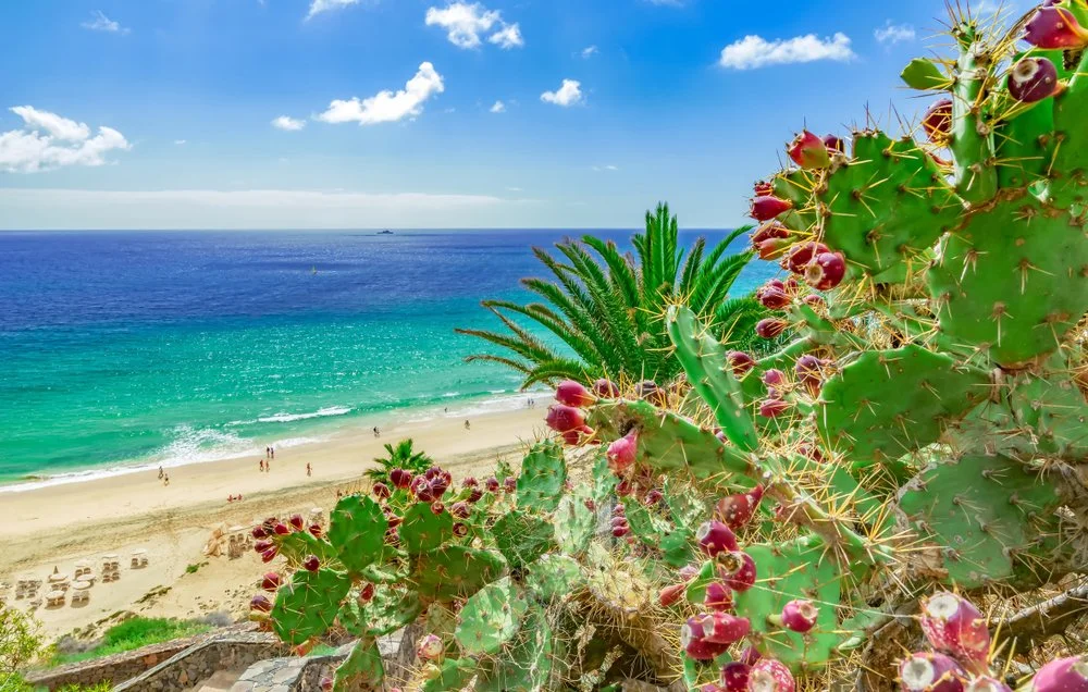 CACTUS COVE.jpg