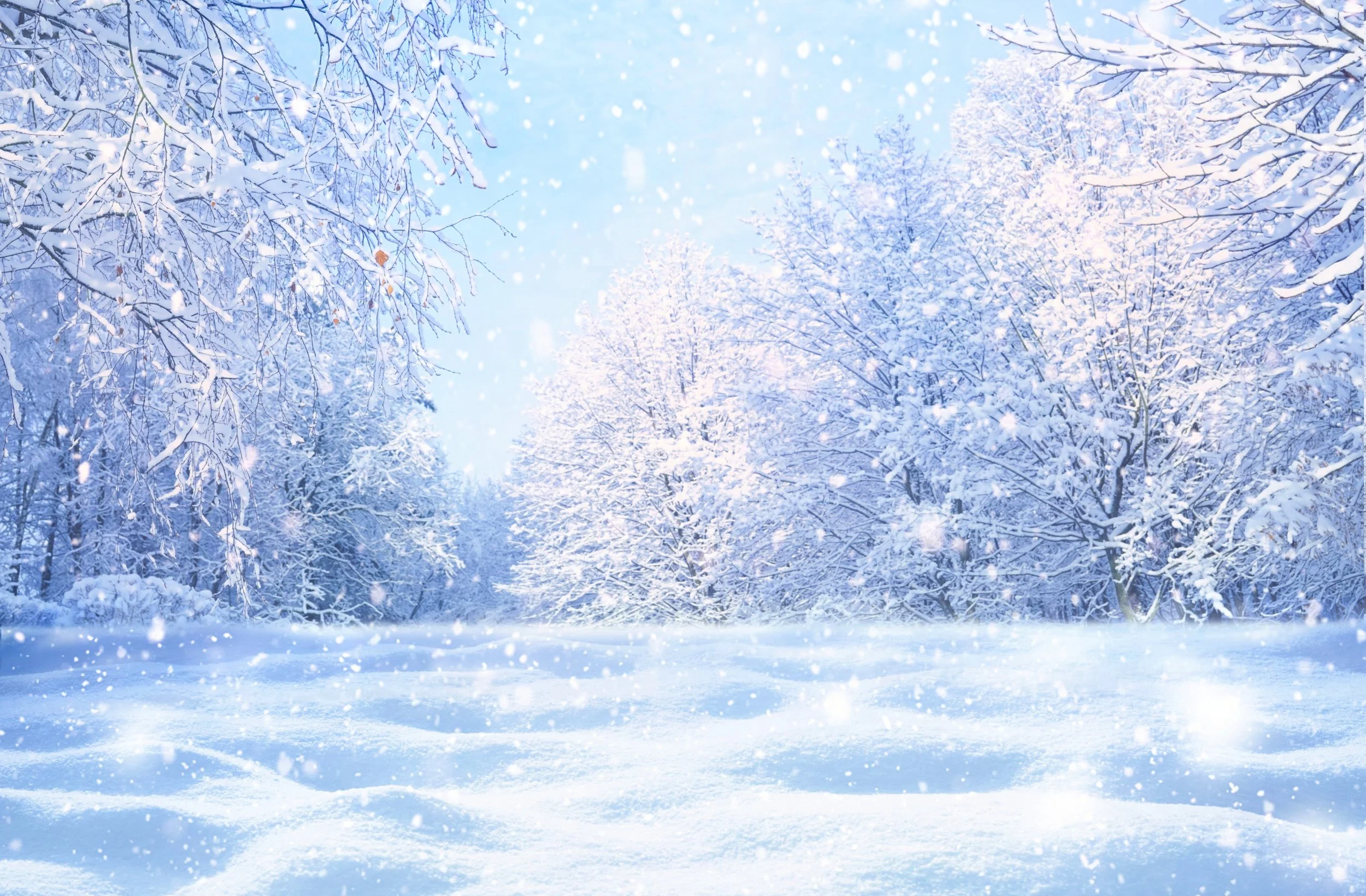 NEWFALLEN SNOW (First Snow).jpg
