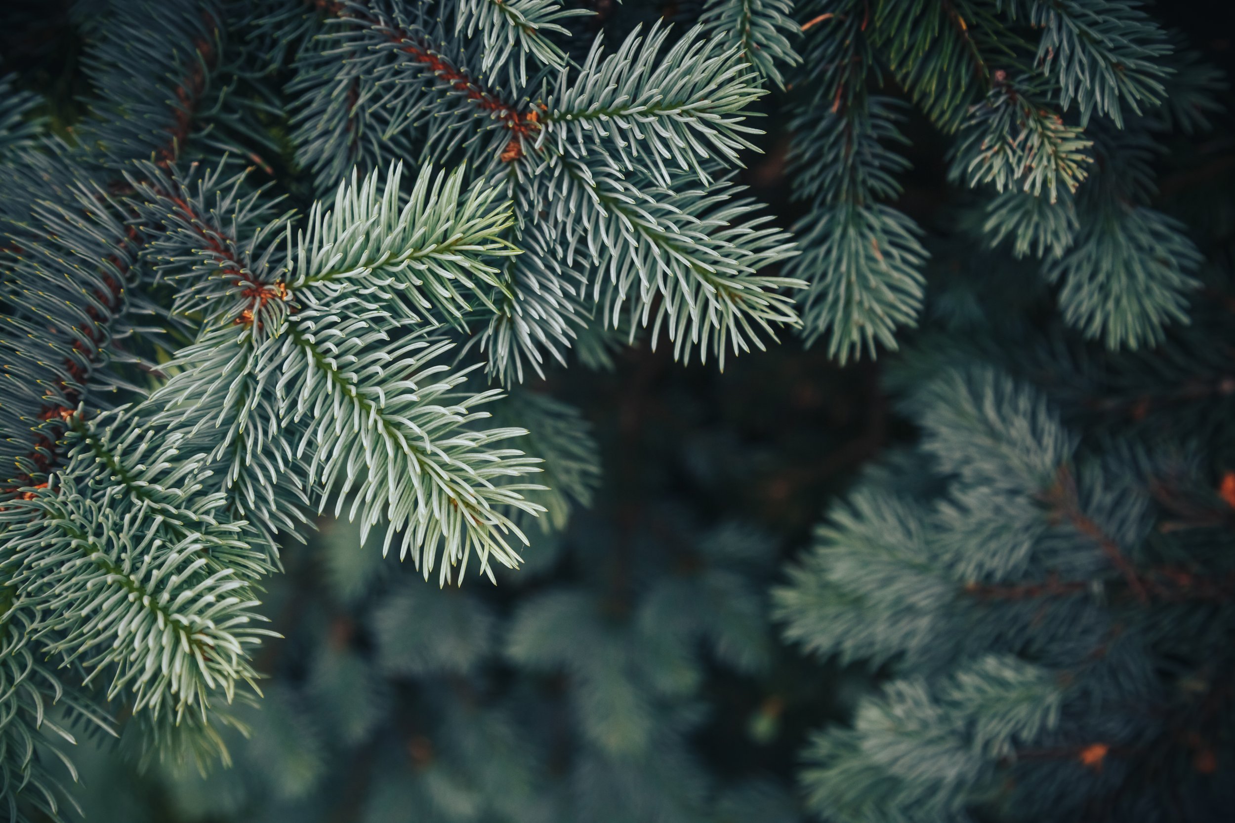 Frasier Fir.jpg