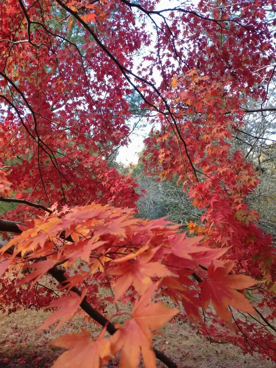 Close-up of red and orange autumn leaves on tree branches with a background of trees and sky.