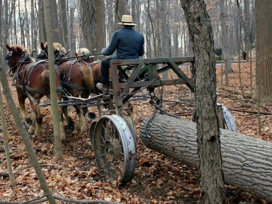 A man riding a horse-drawn log carriage through a forest, transporting a large fallen tree.