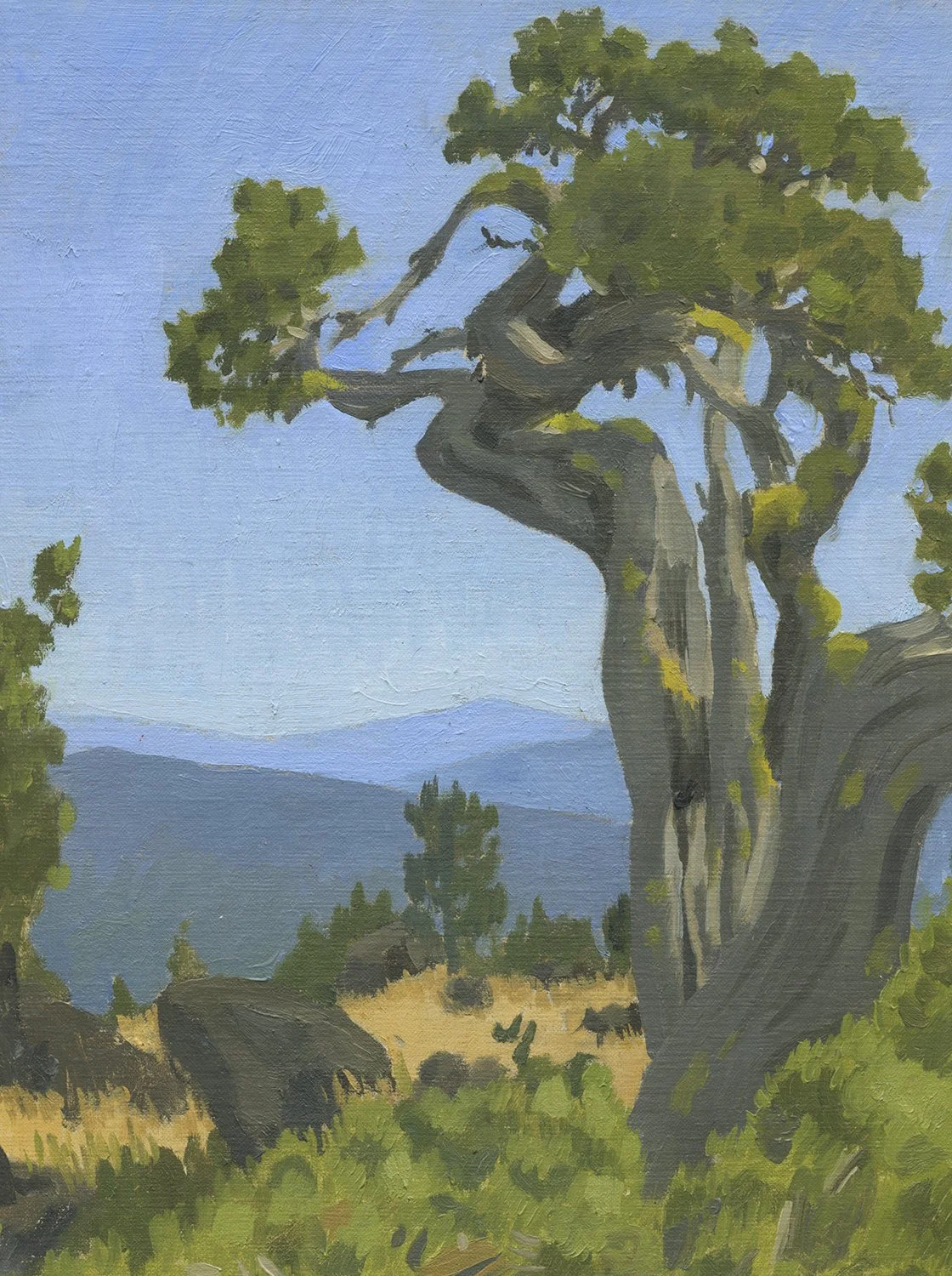 Juniper in the Cascade Siskiyou Monument, sold