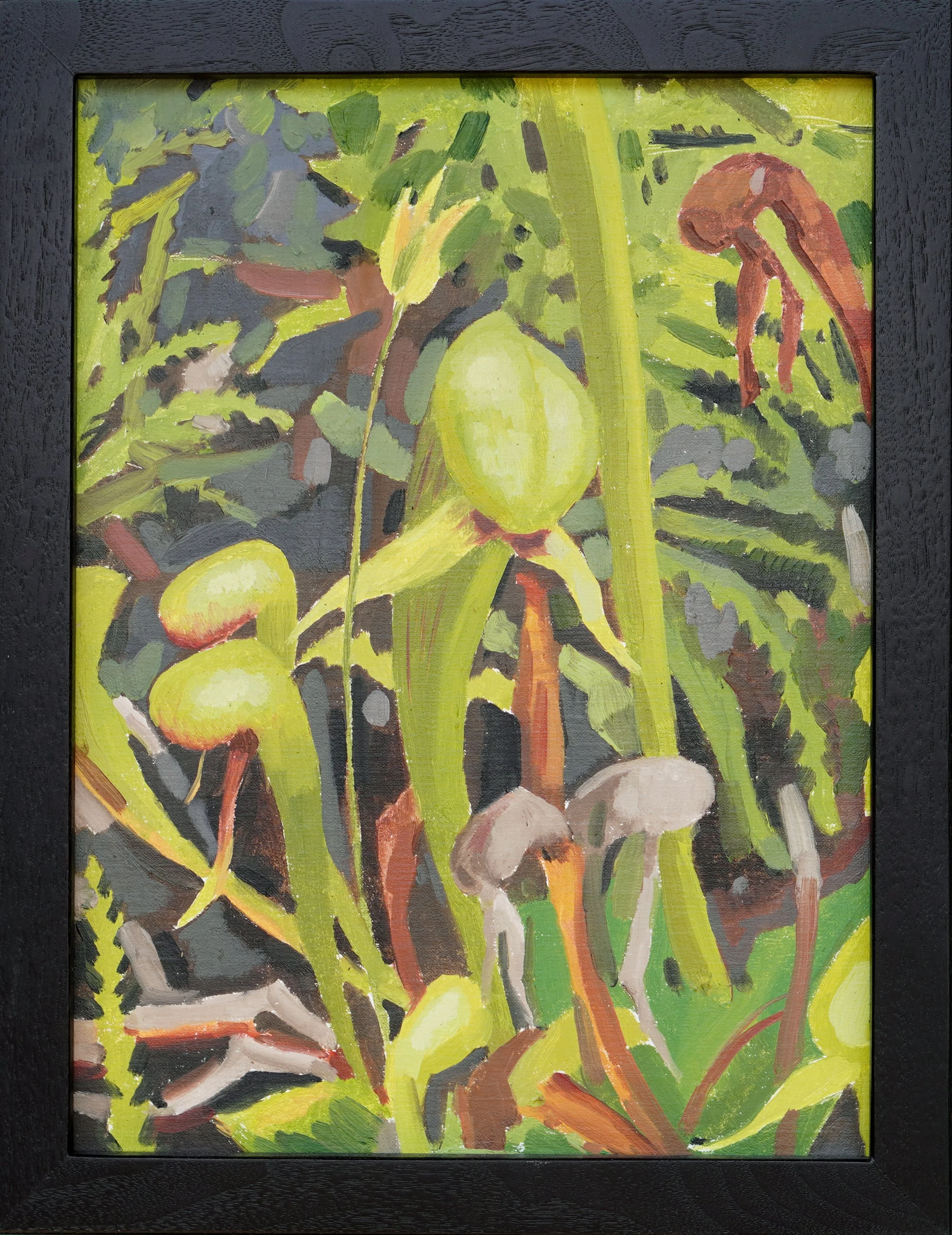 Darlingtonia, Cobra Lily