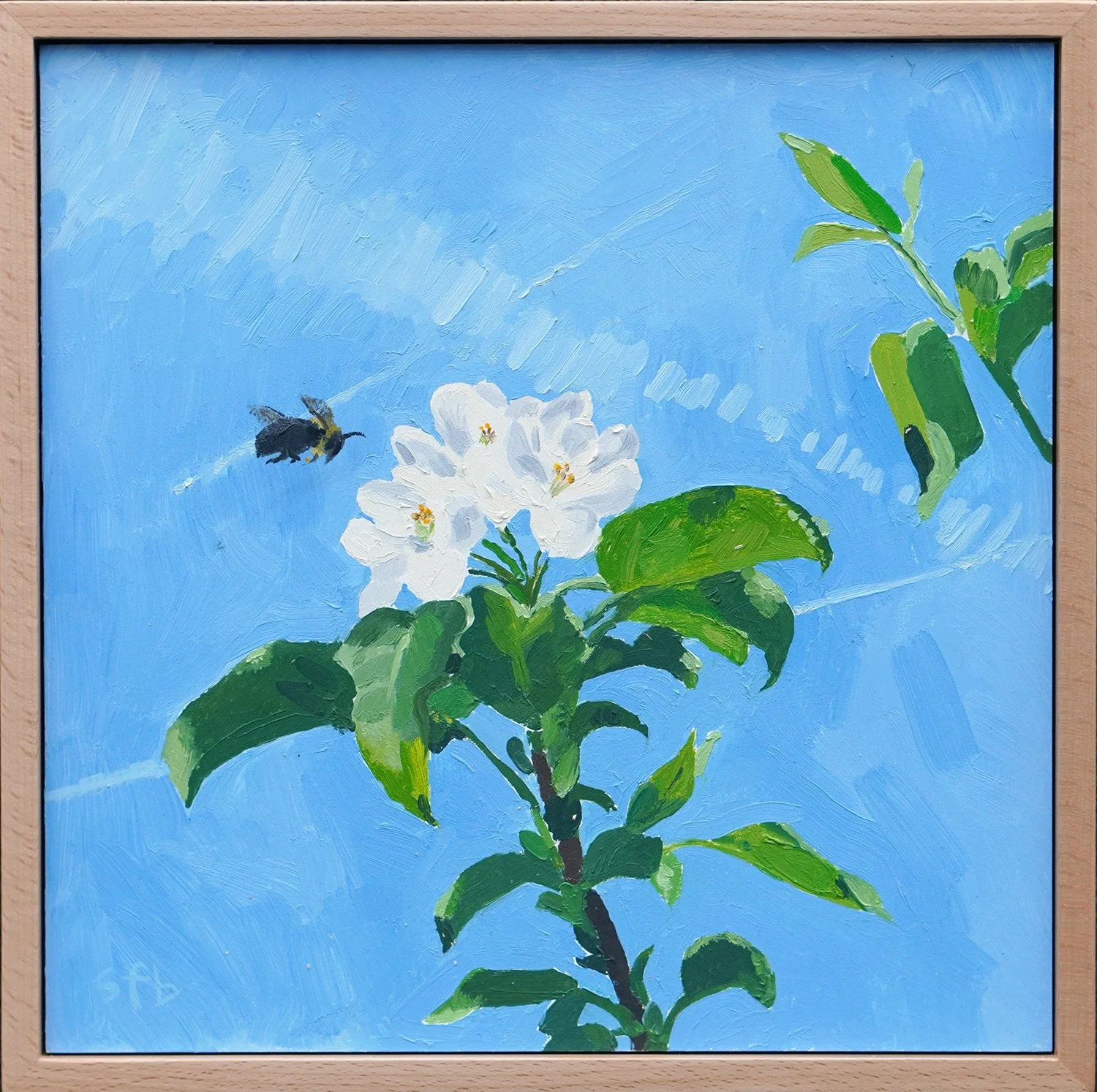 fuji apple blossoms and bee with beech frame web.jpg
