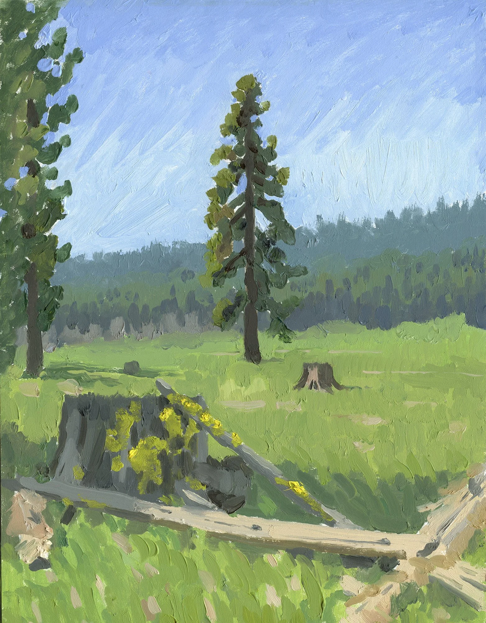 Trees and Stumps at Vesper Meadow Spring 2023 web.jpg