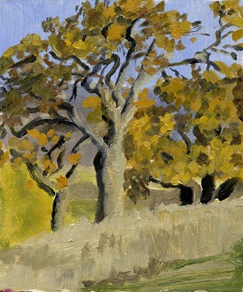 Oak Tree Sketch, sold