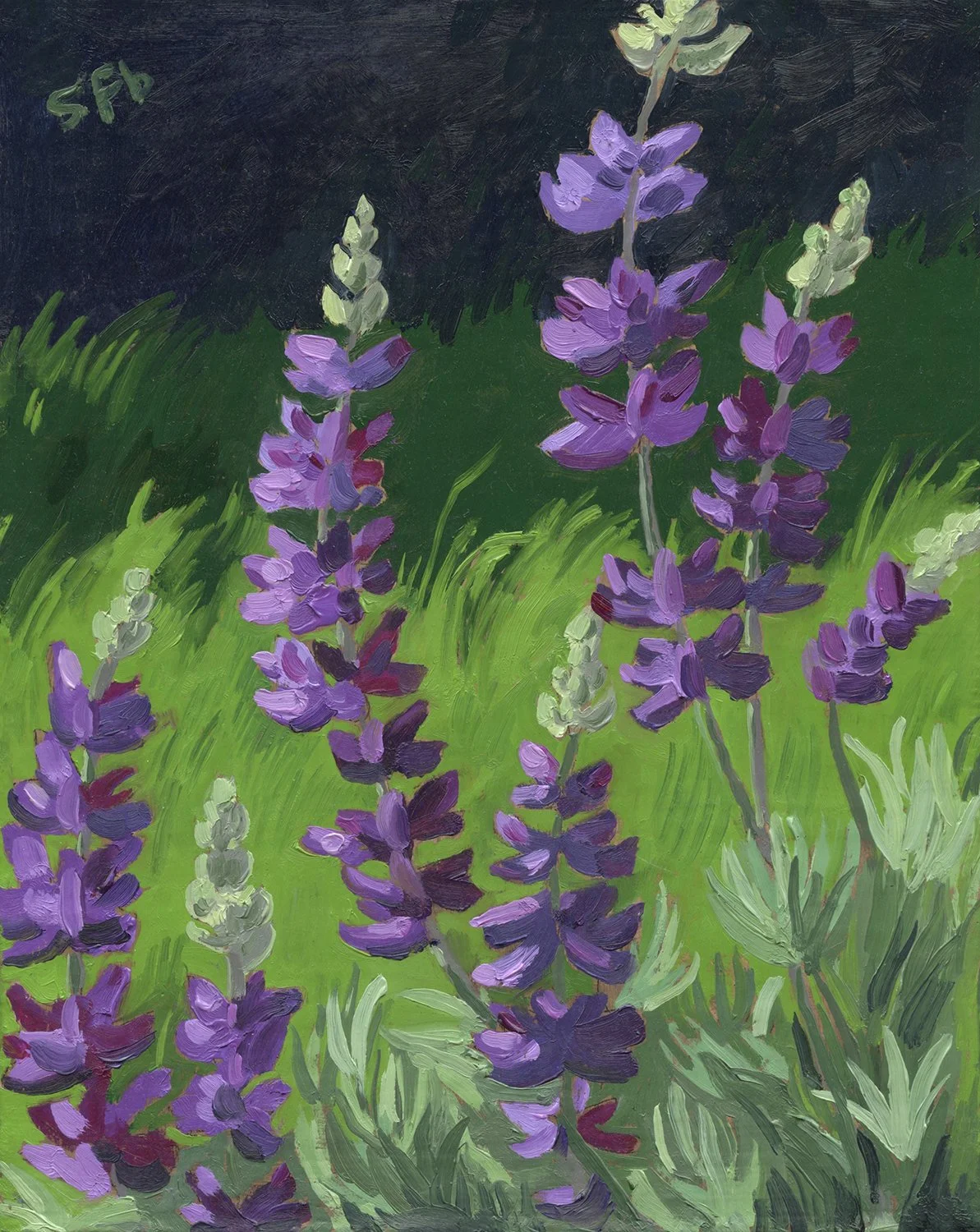 Silver Leaf Lupine web .jpg