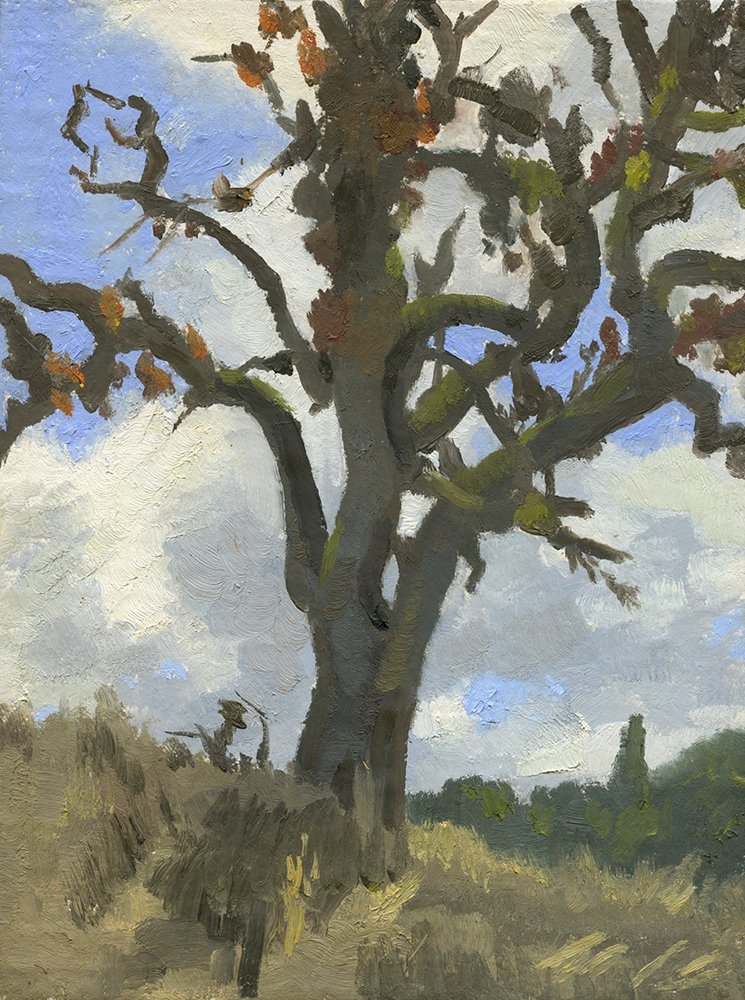 Oak Tree, 7.5 x 10", oil on panel