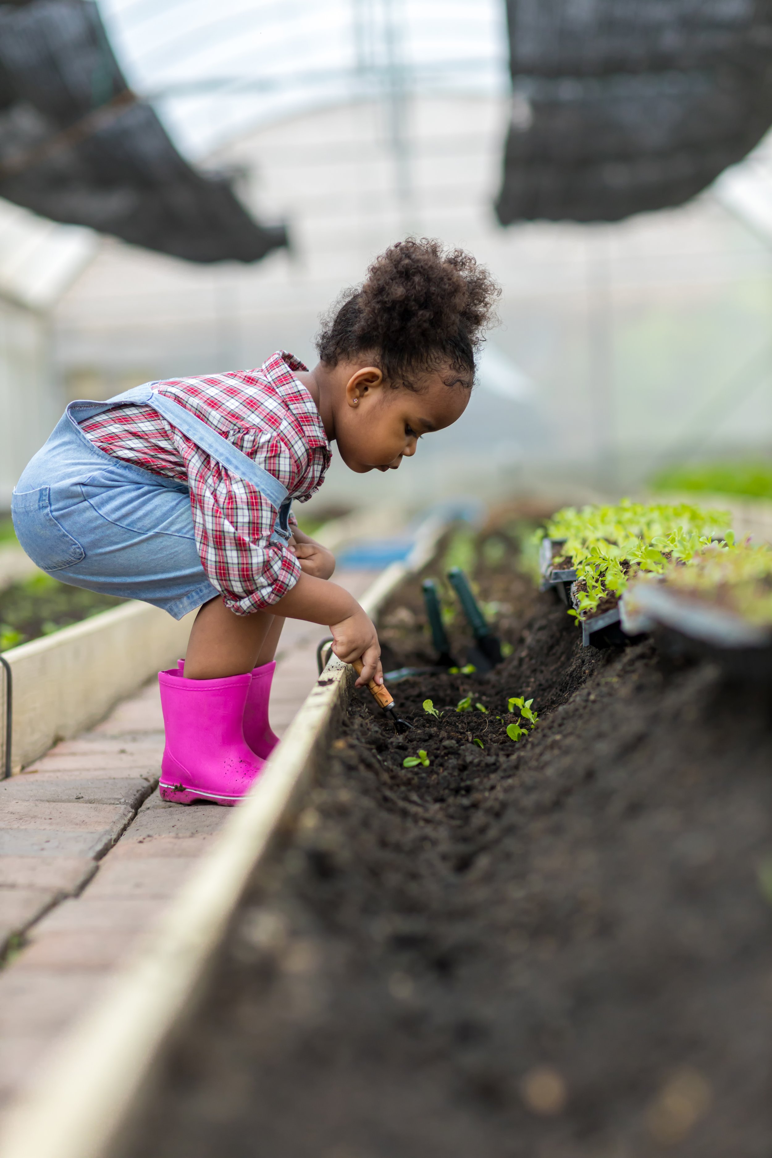 A young girl with curly hair in a plaid shirt, denim shorts, and pink rain boots is gardening in a greenhouse, planting small plants in the soil.