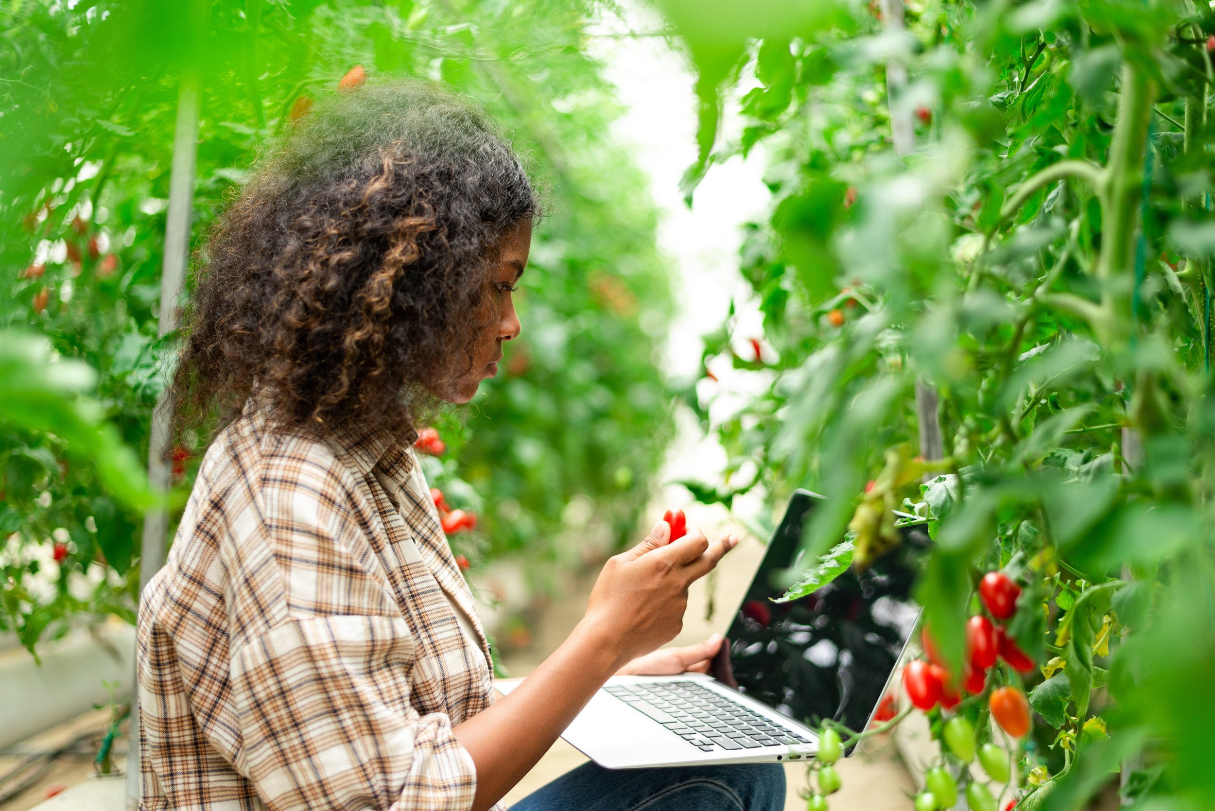 Woman working with a laptop in a greenhouse surrounded by tomato plants.