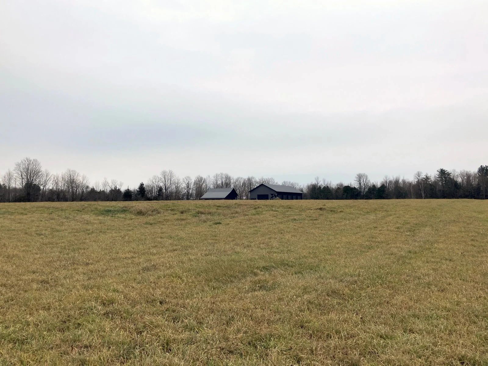 A field with yellowish-green grass extending to the horizon, with a line of leafless trees in the background. Two large, dark-colored farm buildings are visible in the distance, under a cloudy sky.