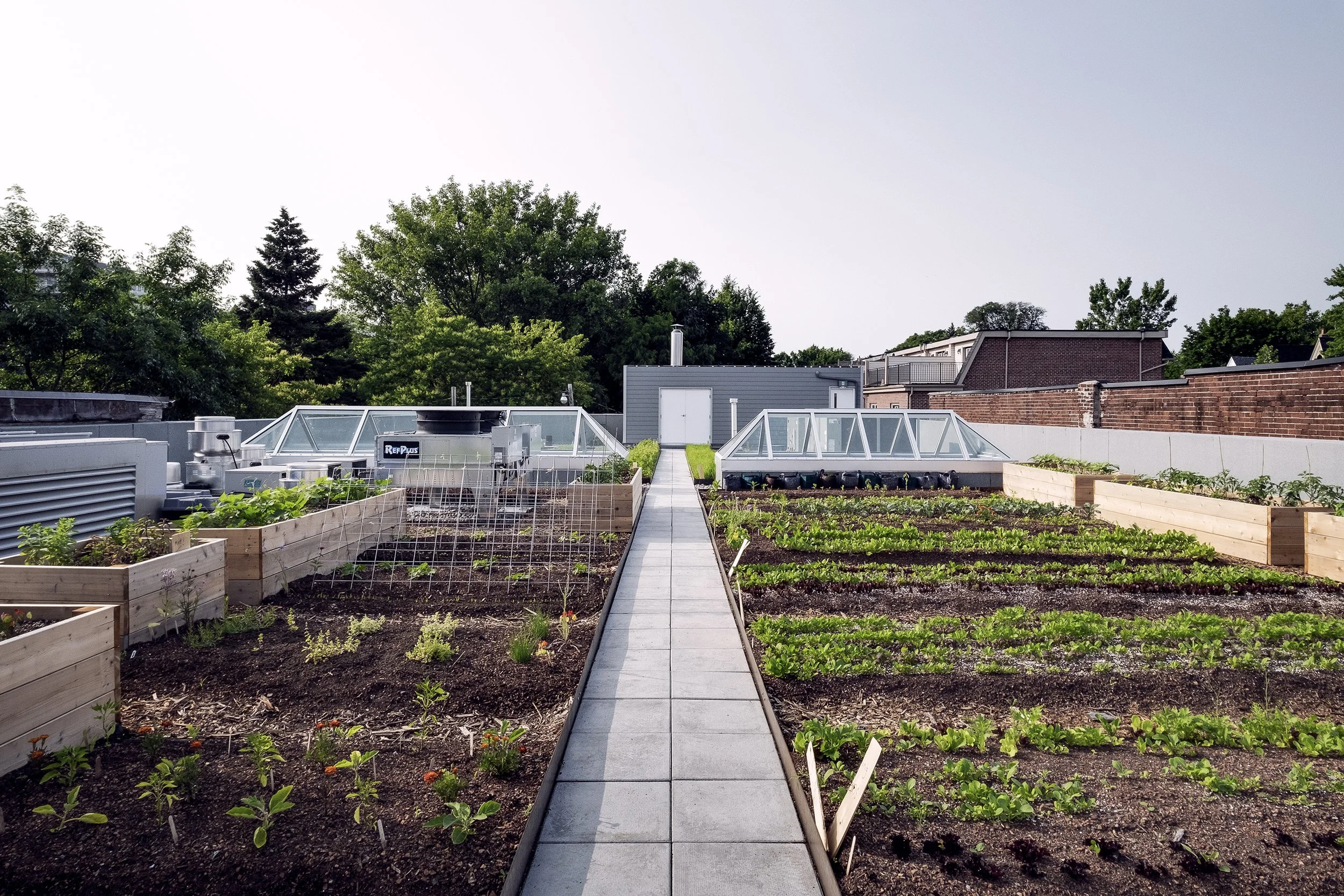Urban rooftop garden with vegetable beds, greenhouse structures, and surrounding trees.