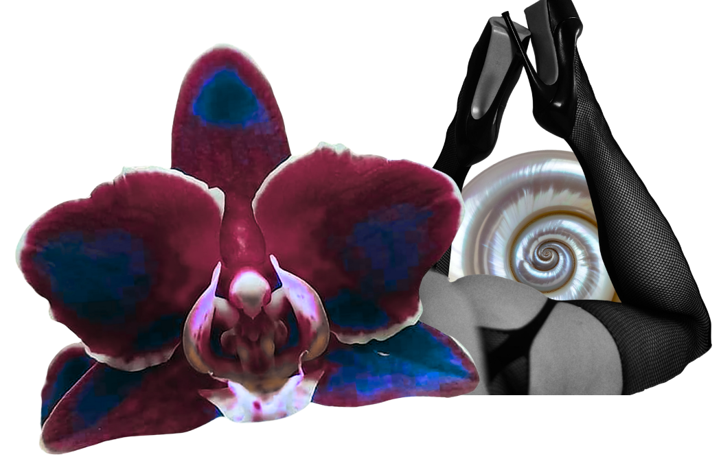 Composite image featuring a large pink and blue orchids, a seashell, and gloved hands holding nature-themed objects.