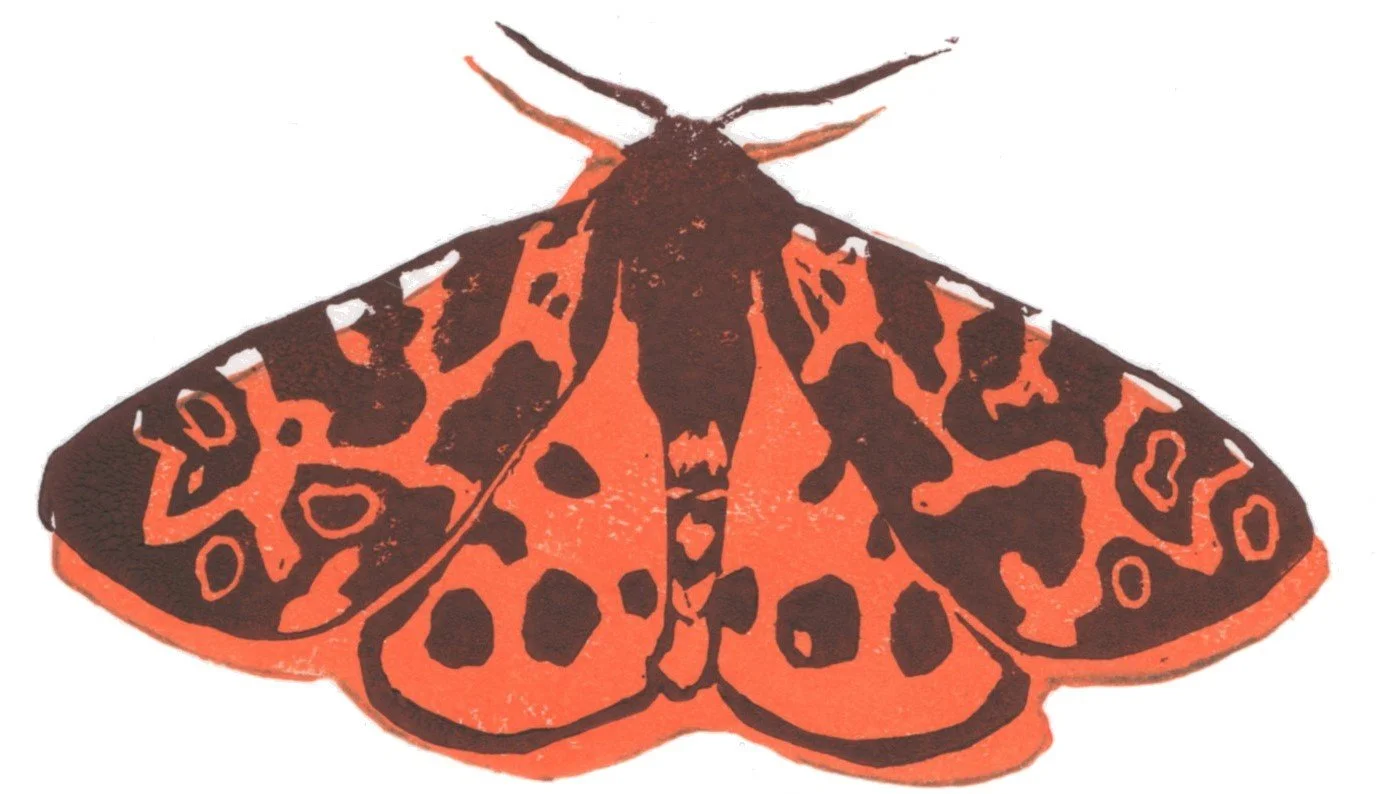 moths_bicolo_scan_site001.jpg