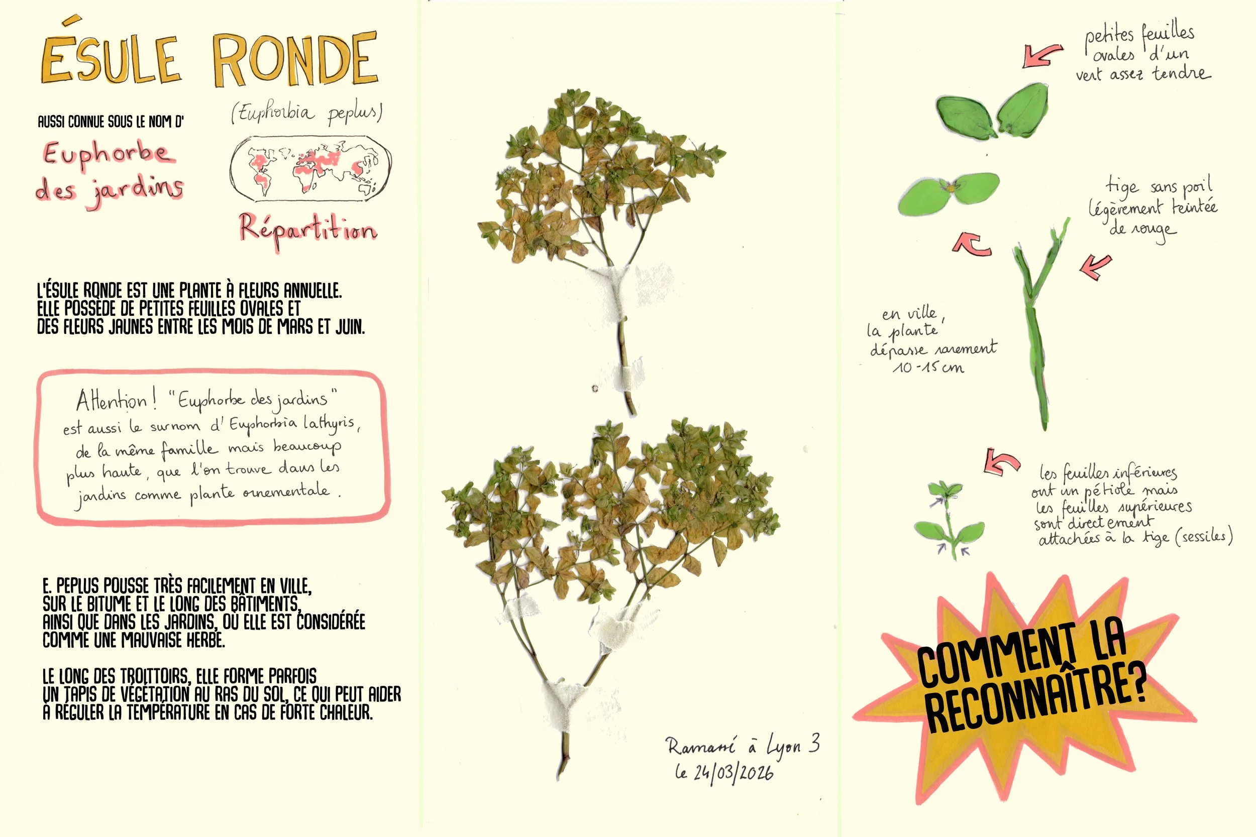 "Plantes dans la ville" - projet de sensibilisation à la biodiversité en ville