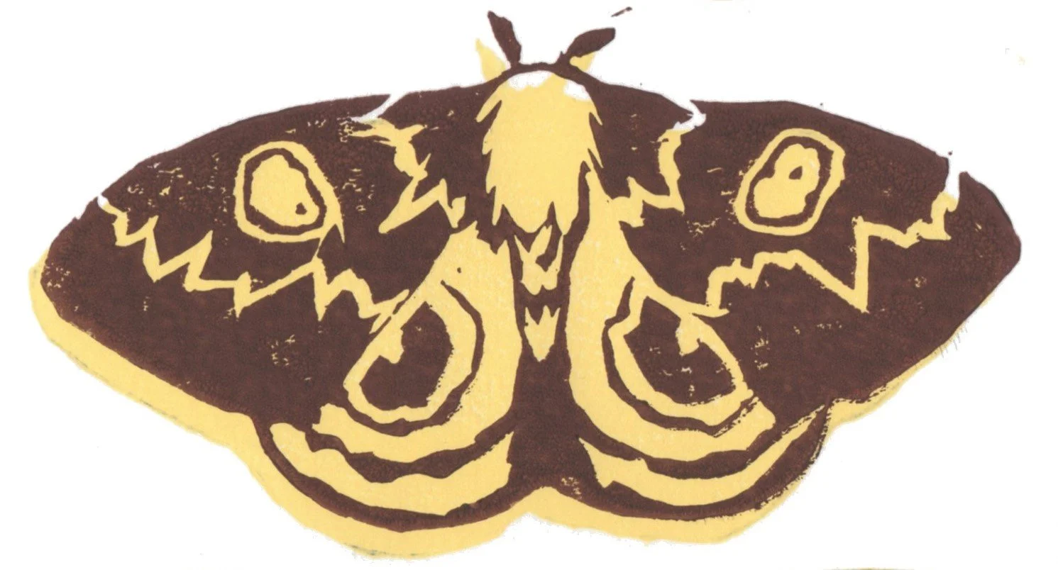 moths_bicolo_scan_site002.jpg