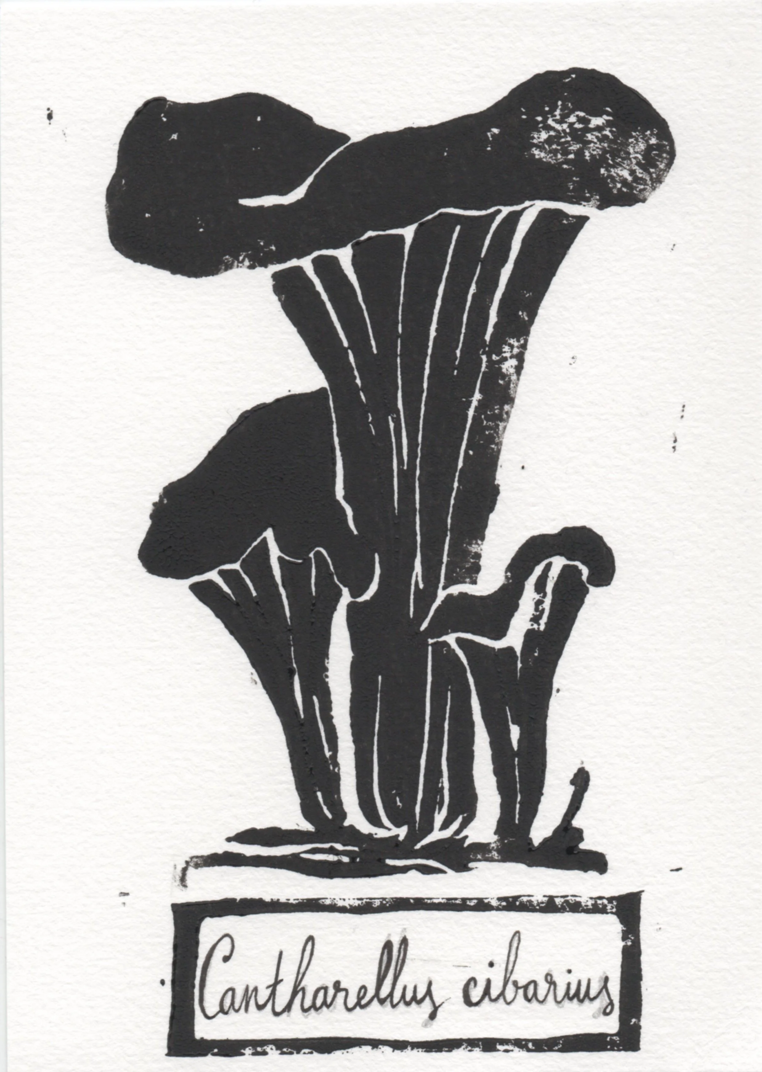 img004 - Copie (2).jpg