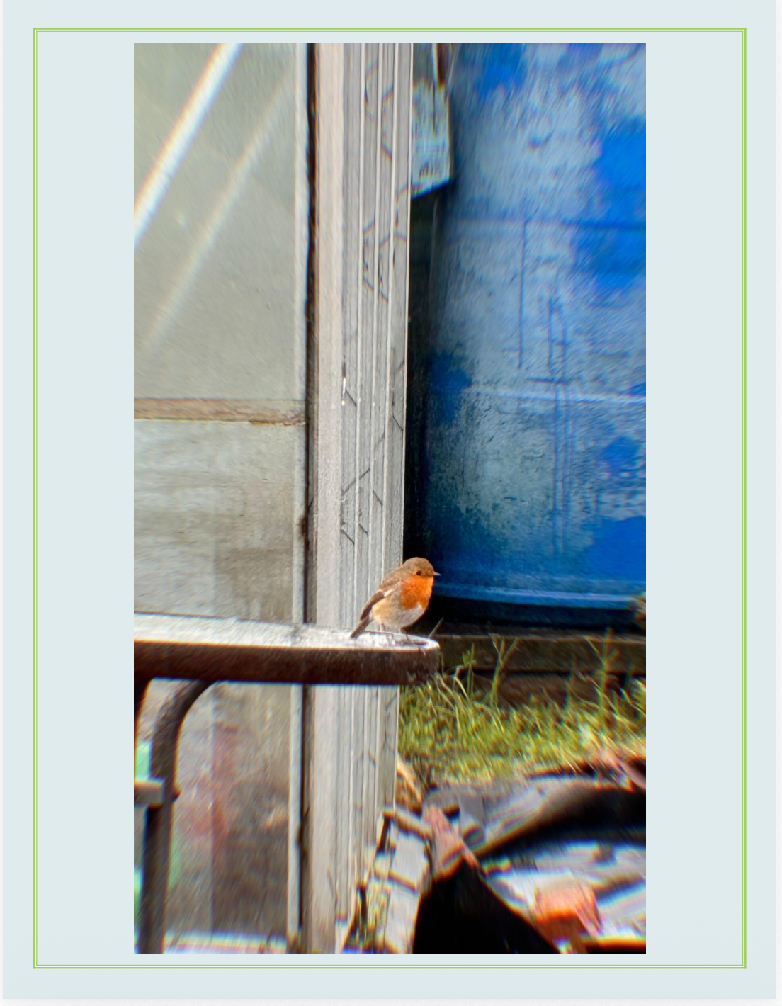 A small bird with a red chest perched on a ledge near a weathered wooden wall and a large blue plastic barrel outside.