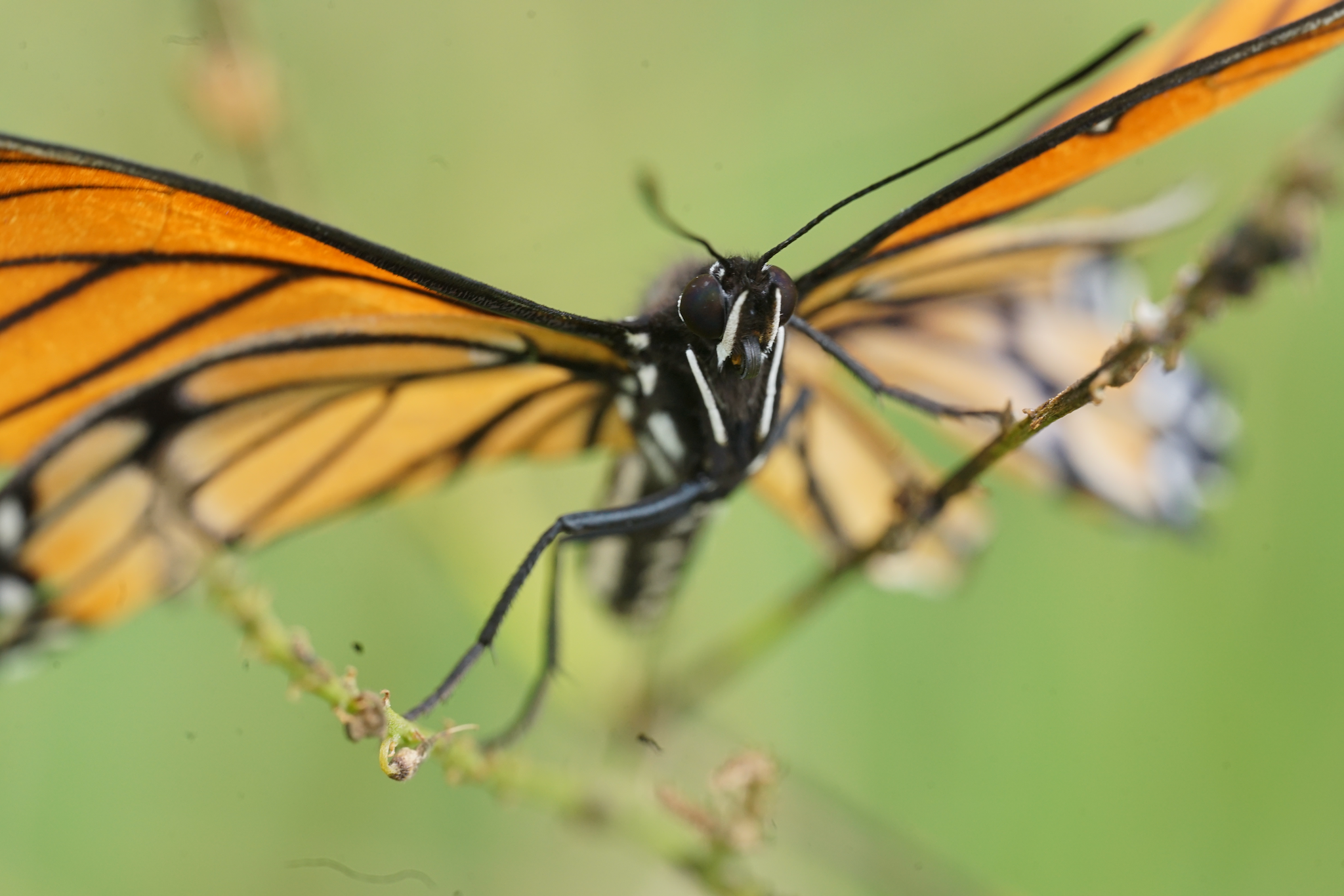 Close-up of a butterfly with orange and black wings perching on a small branch with a soft green background.