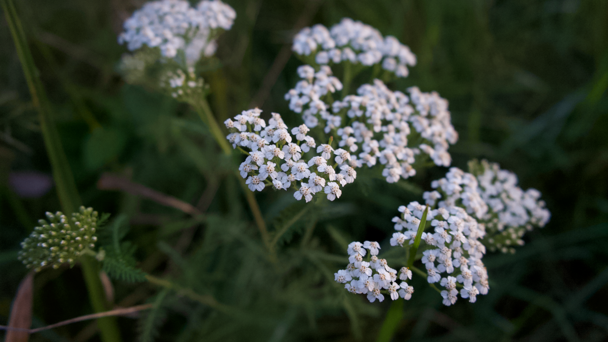Close-up of small white flowers with green leaves in the background.