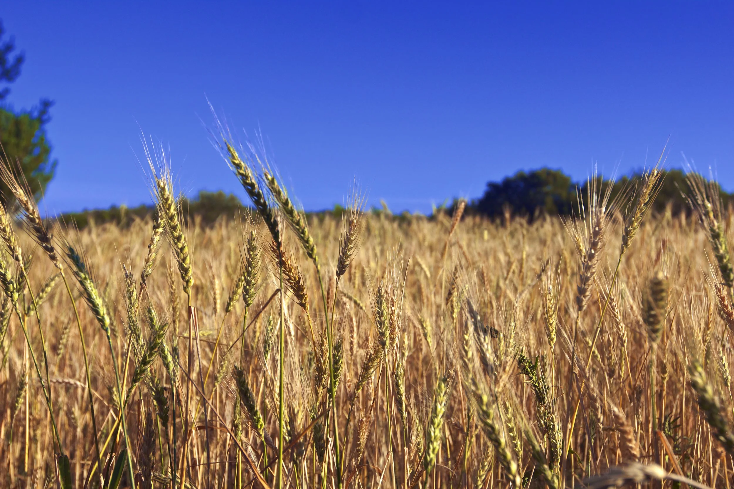 Image showing a field of wheat in the foreground with a blue sky in the background
