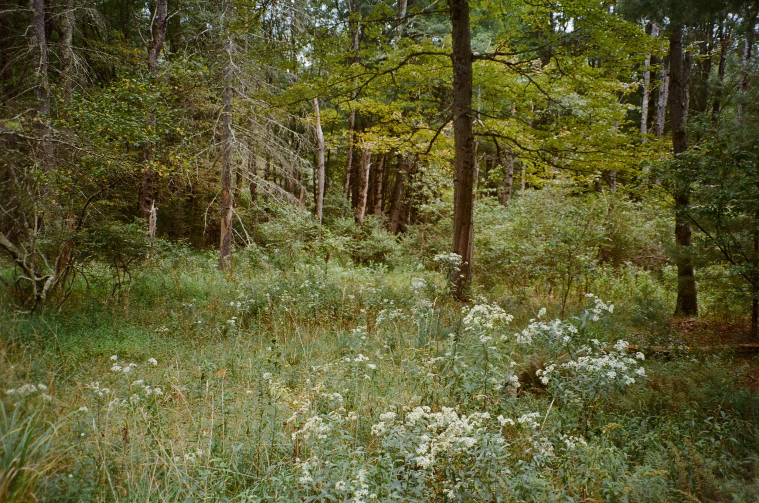 IMG_4556_field near camp kennybrook.jpg