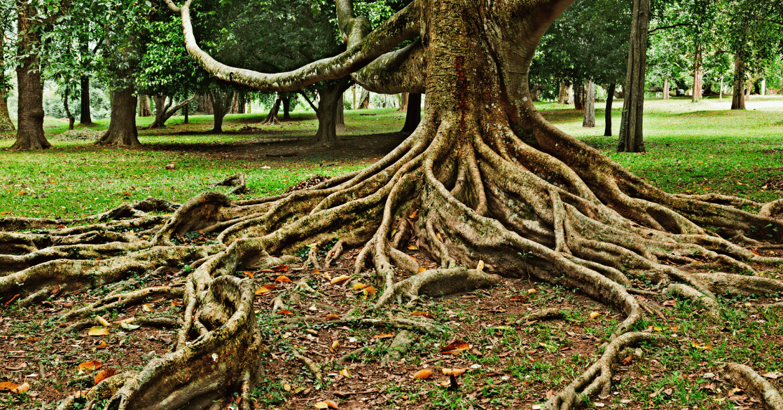 Nos racines idéales