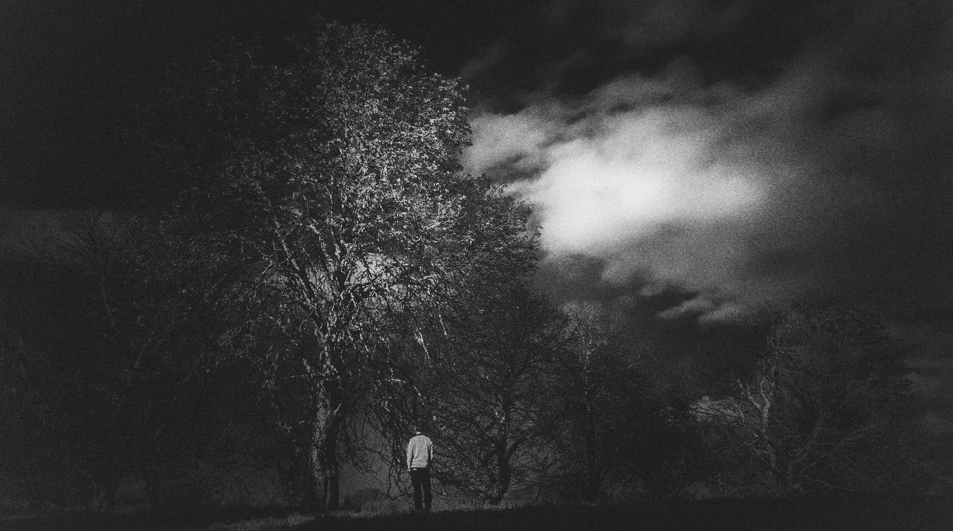 META ARbre copie.jpeg