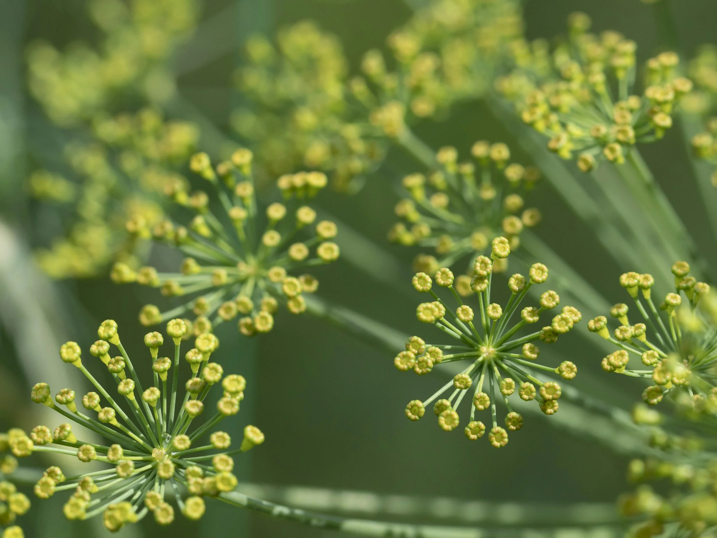Close-up of greenish-yellow flowering plants with small round buds arranged in spherical clusters.