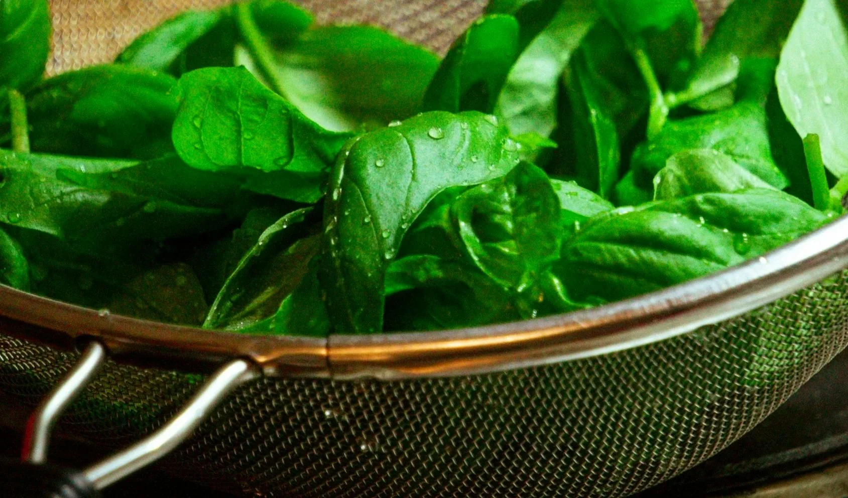 Fresh green basil leaves with water droplets in a metal strainer.