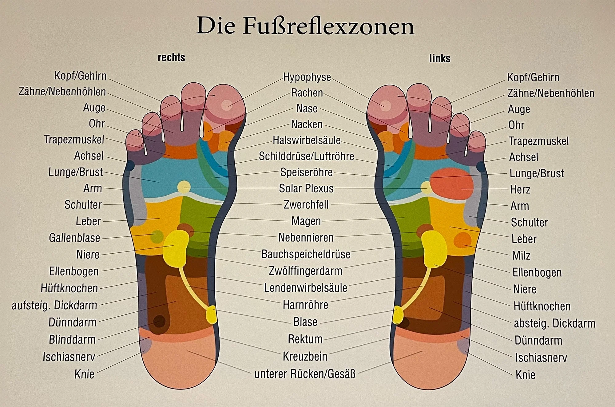 Diagramm der Fußreflexzonen mit Beschriftungen für rechte und linke Füße, inklusive Kopf, Gehirn, Zähne, Nebenhöhlen, Auge, Ohr, Rachen, Nase, Nacken, Halswirbelsäule, Schilddrüse, Speiseröhre, Solar Plexus, Zwerchfell, Magen, Nebennieren, Bauchspeicheldrüse, Zwölffingerdarm, Lendenwirbelsäule, Harnröhre, Blase, Kreuzbein, unteren Rücken, Gesäß, Knochen, Organen, Nerven, Knochen, und Zehen.