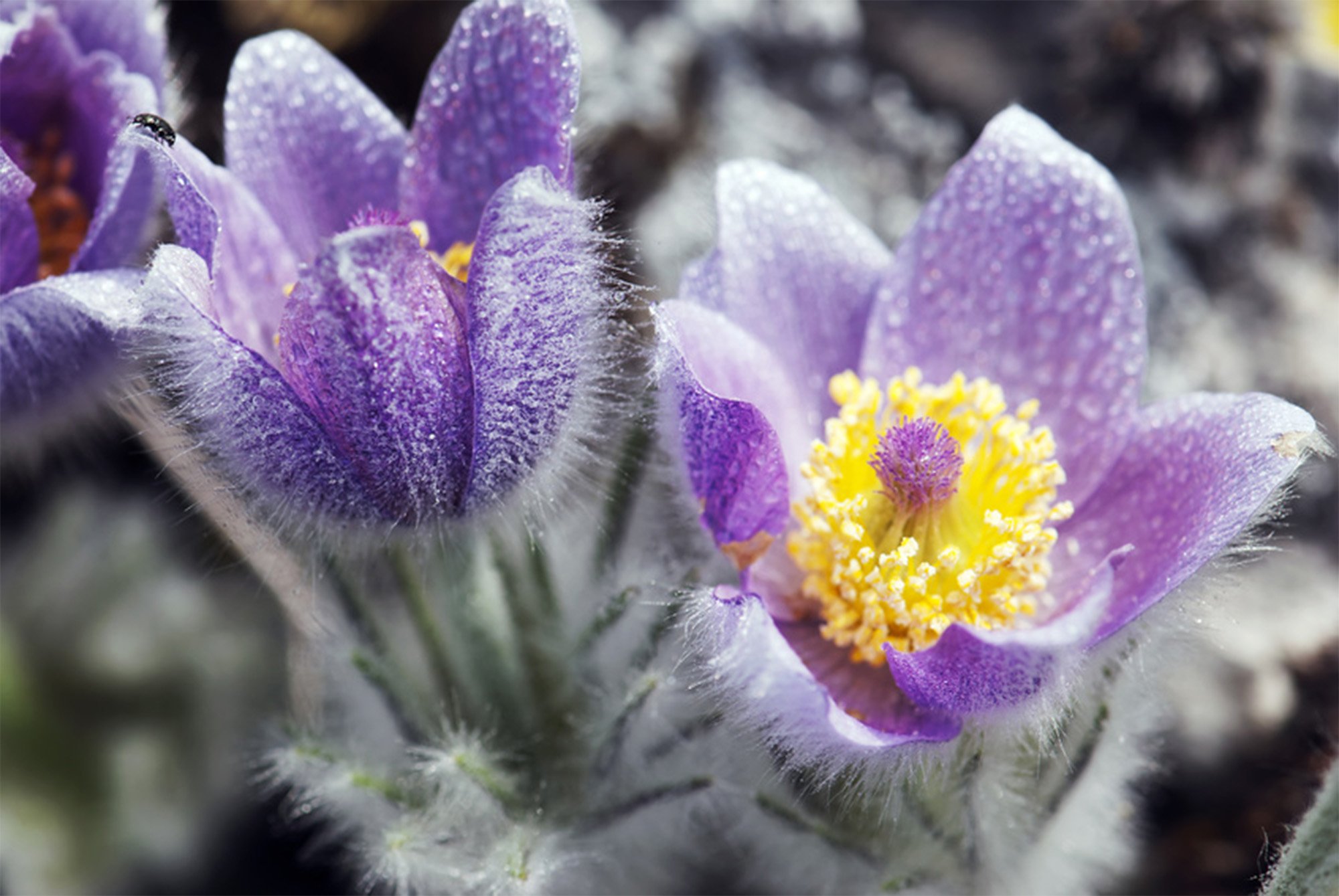 Nahaufnahme von lila Blumen mit gelben Staubblättern, bedeckt mit Tautropfen, auf dunklem Boden