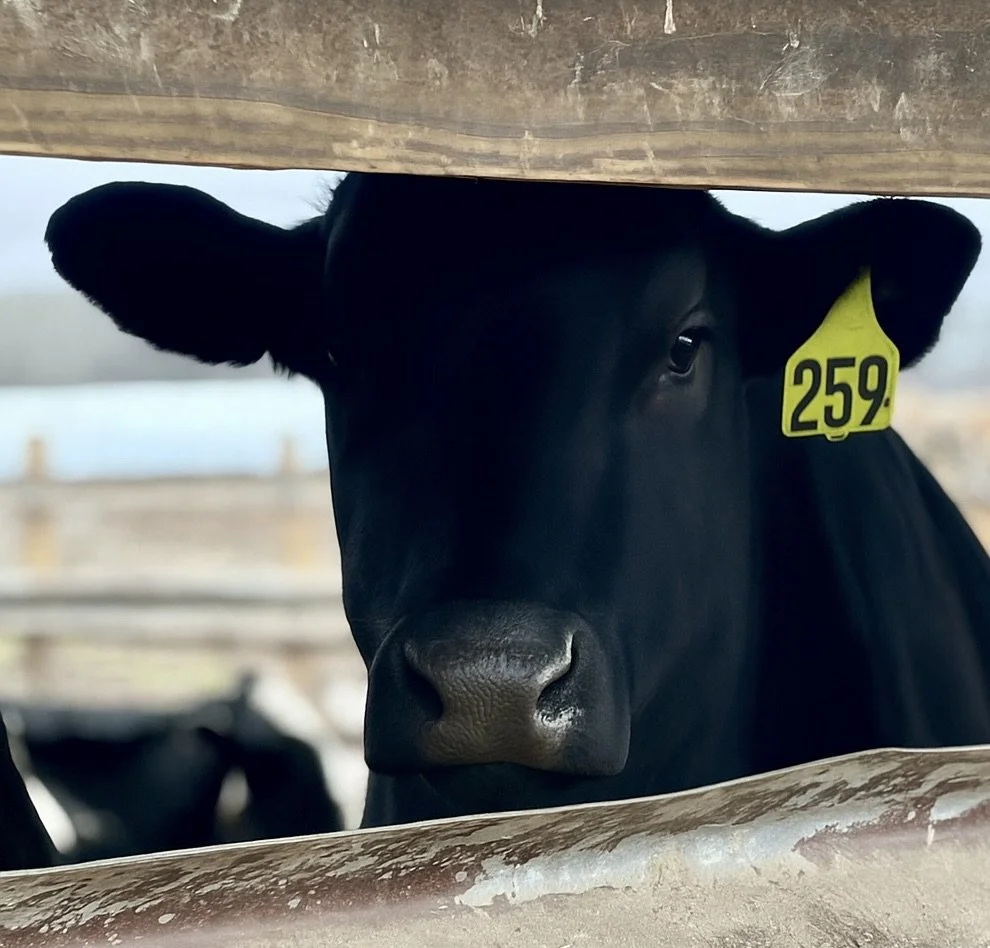 Close-up of a black calf peering through a wooden fence, with a yellow ear tag numbered 259, on a farm with other cows in the background.