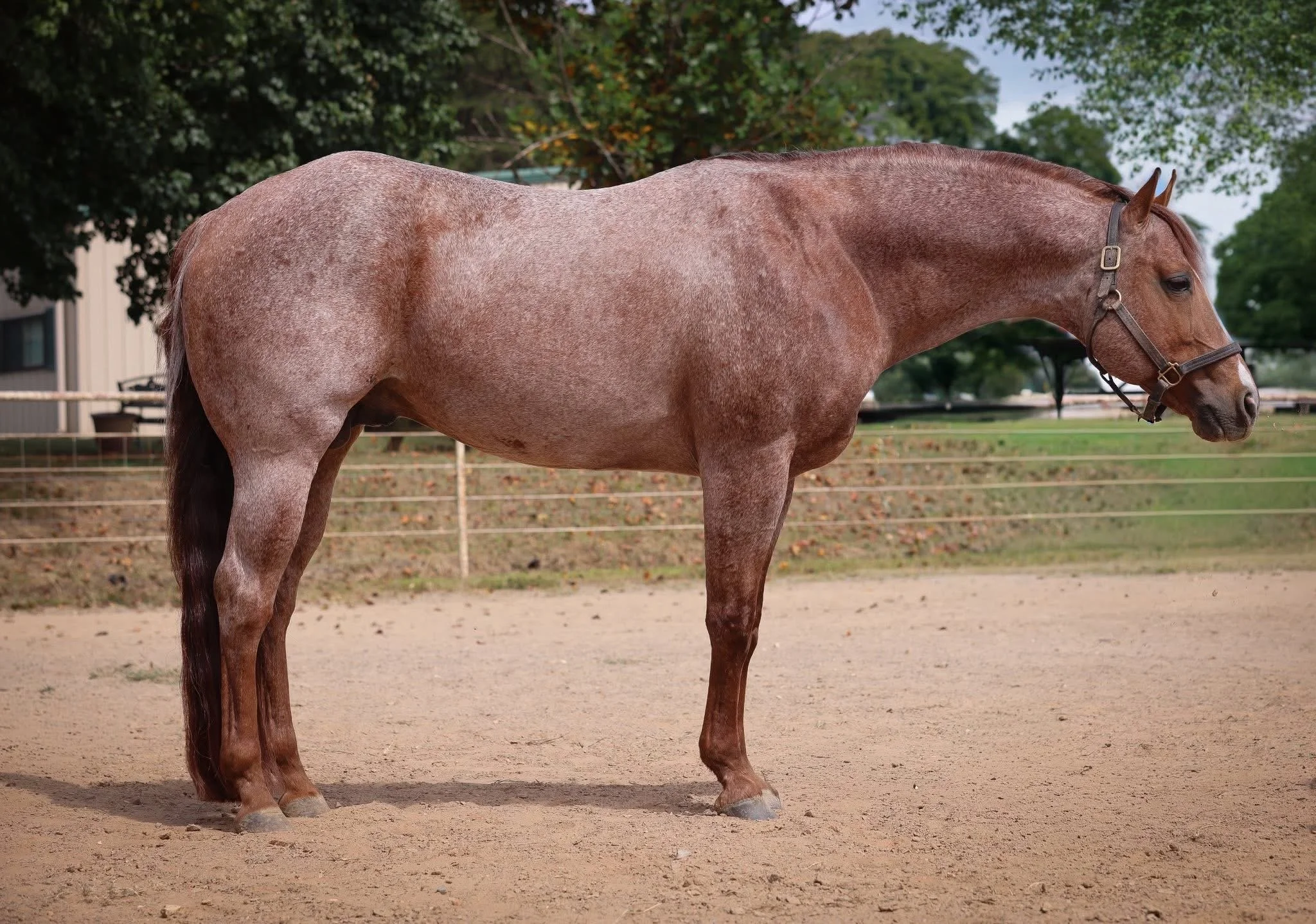 A brown horse standing in a sandy paddock with trees and a fence in the background.