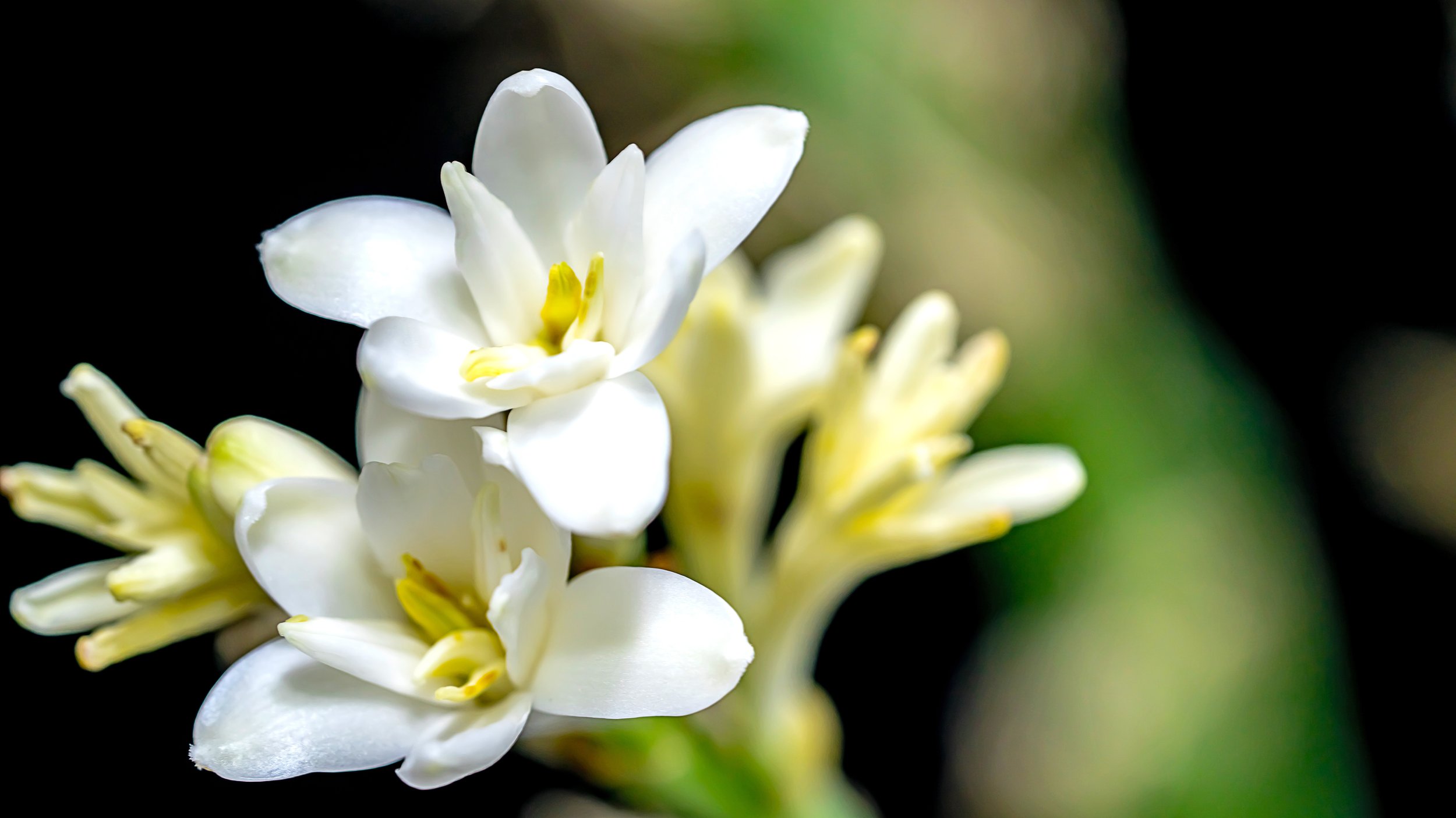 tuberose.jpeg