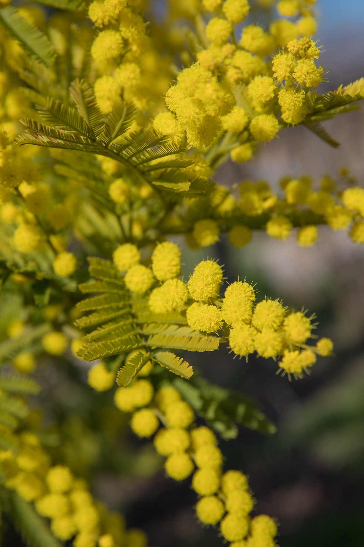 mimosa.jpg