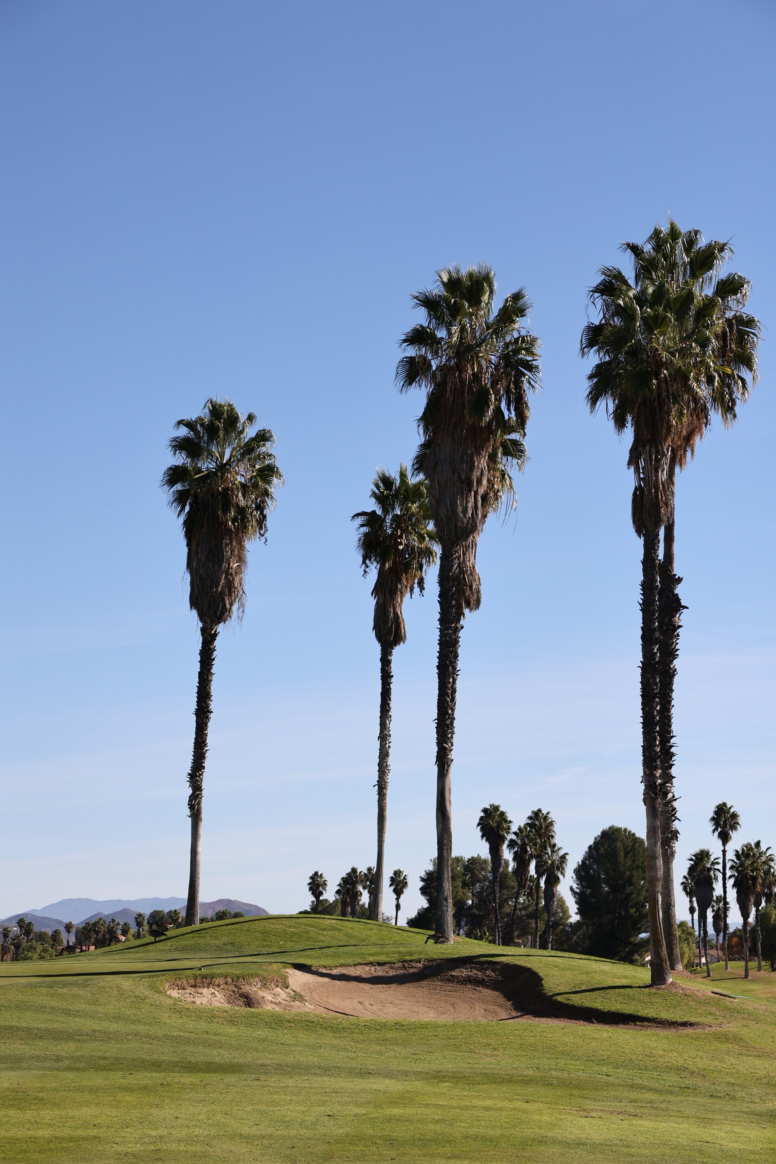 A photo of Menifee Lakes Country Club putting green with a sand trap and tall palm trees under a clear blue sky.