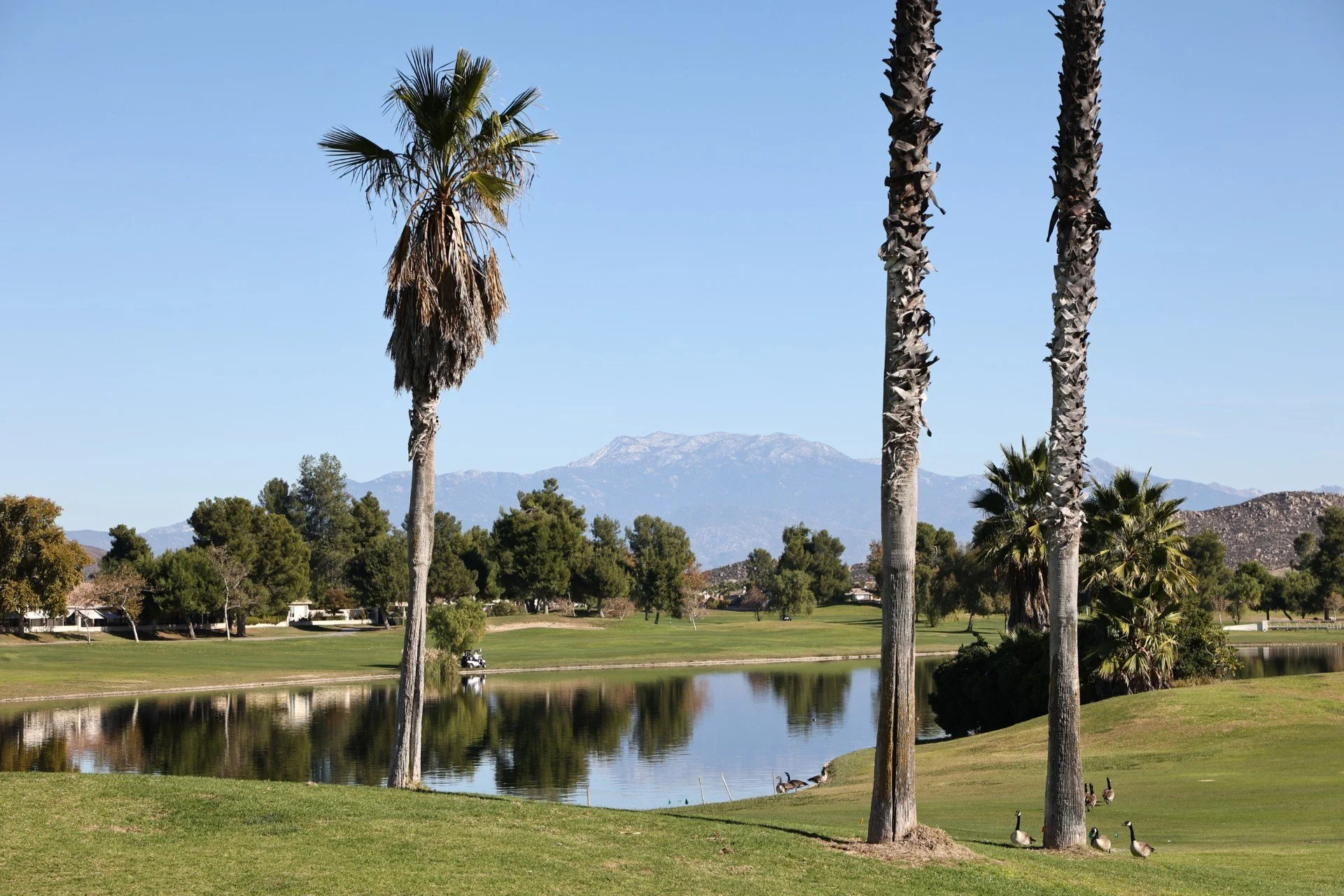 A scenic view of a golf course with palm trees, a water hazard, ducks, and distant mountains under a clear blue sky.