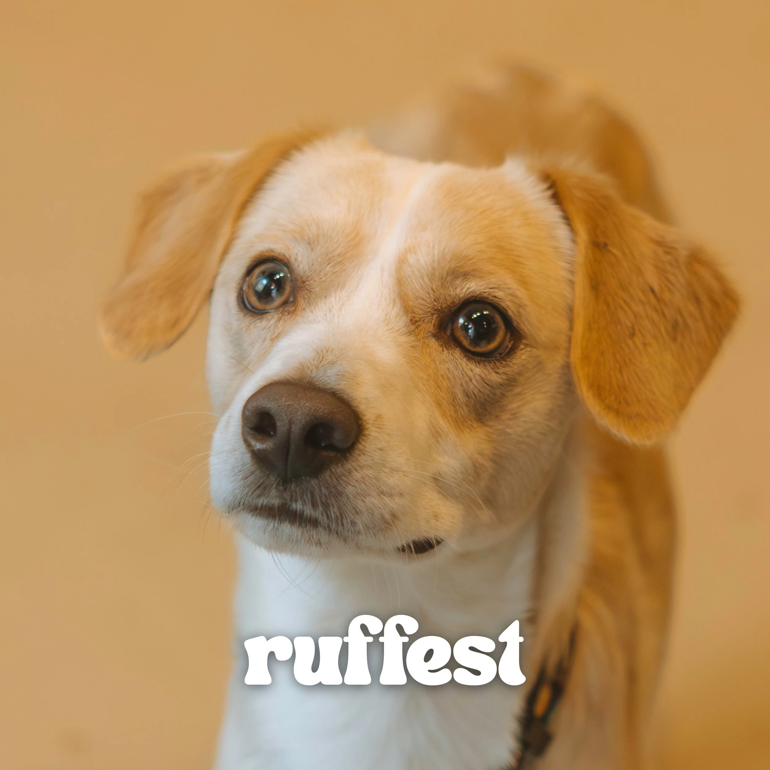 JACK RUSSELL MIX, MALE, 1 YEAR OLD