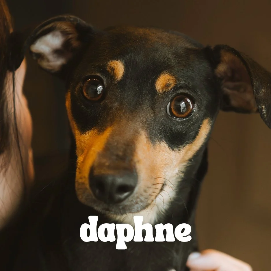 Close-up of a small black and tan dog named Daphne with big eyes and floppy ears.