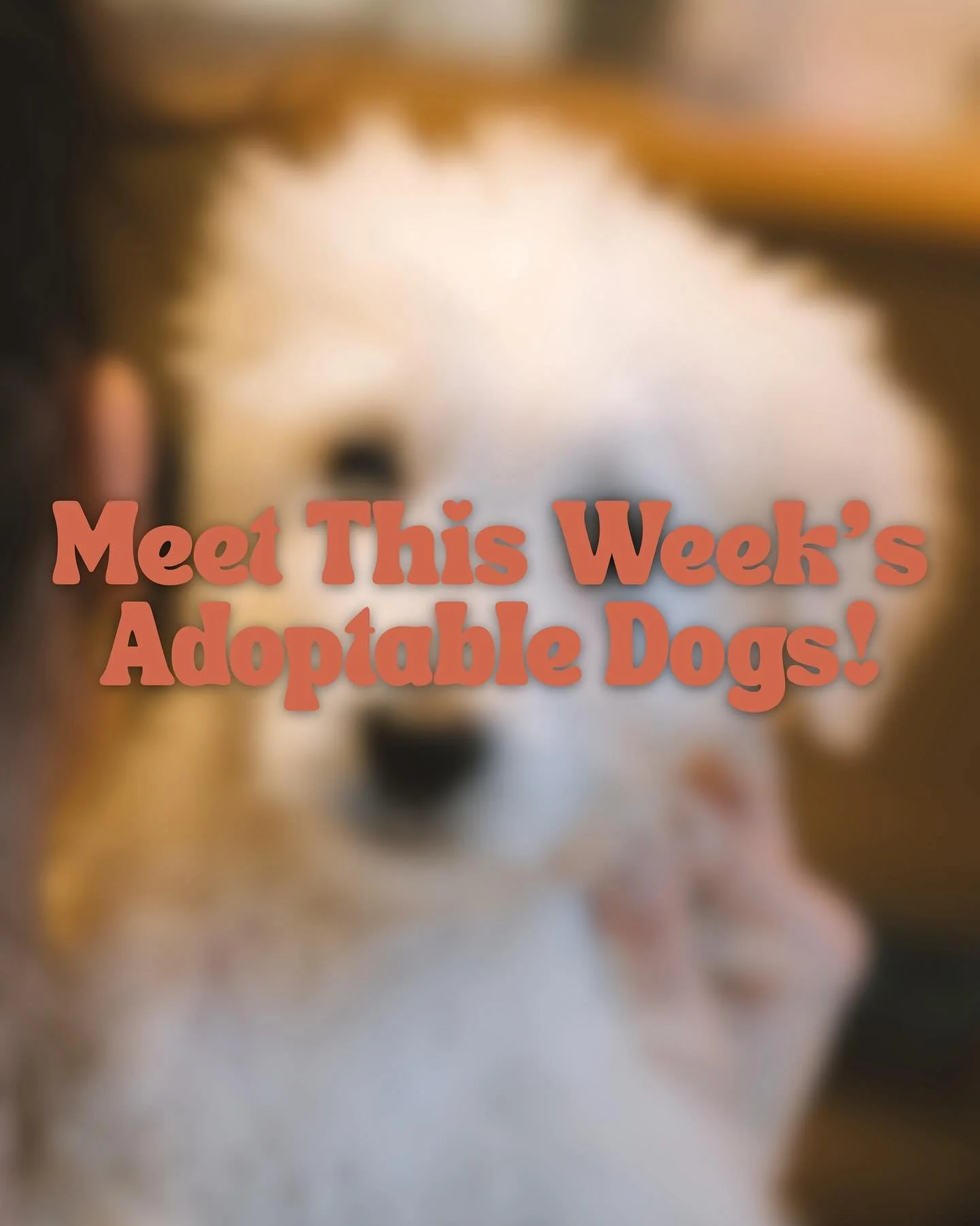 Here is this week&rsquo;s lounge crew! Come by for puppy snuggles Friday-Sunday 🐾
 
Returning pups: 
Maxwell, Eve, Holly, Joy, Rudolph💛
 
New pups:
Dancer, Cupid, Jingle, Jangle❤️
 
Swipe through for details!
 
A MESSAGE FROM OUR RESCUE PARTER, BEC