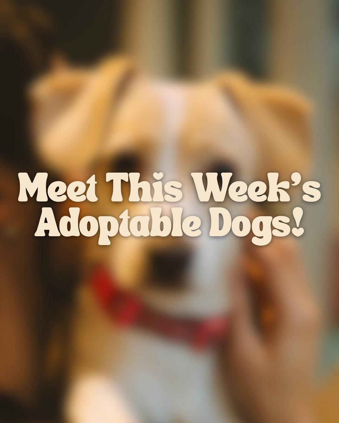 Here is this week&rsquo;s lounge crew! Come by for puppy snuggles Thursday-Sunday 🐾
 
Returning pups: 
Gravy, Potato, Maxwell💛
 
New pups:
Joy, Holly, Eve, Noel, Dasher, Blitzen and Rudolph❤️
 
Swipe through for details!
 
A MESSAGE FROM OUR RESCUE