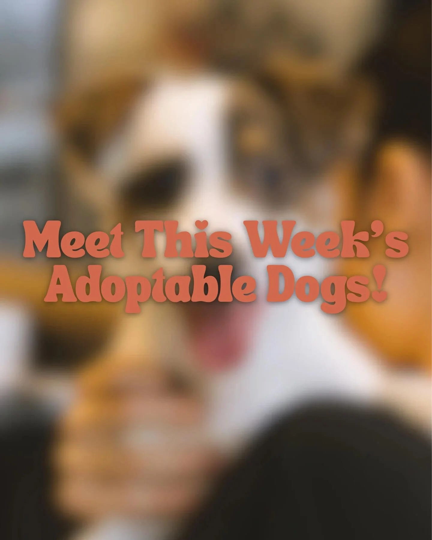 Here is this week&rsquo;s lounge crew! Come by for puppy snuggles Thursday-Sunday 🐾
 
Returning pups: 
Dancer, Joy, Eve💛
 
New pups:
Grumbles, Belle, Prancer, Comet, Frank, Narnia, Aslan❤️

Swipe through for details!
 
A MESSAGE FROM OUR RESCUE PAR