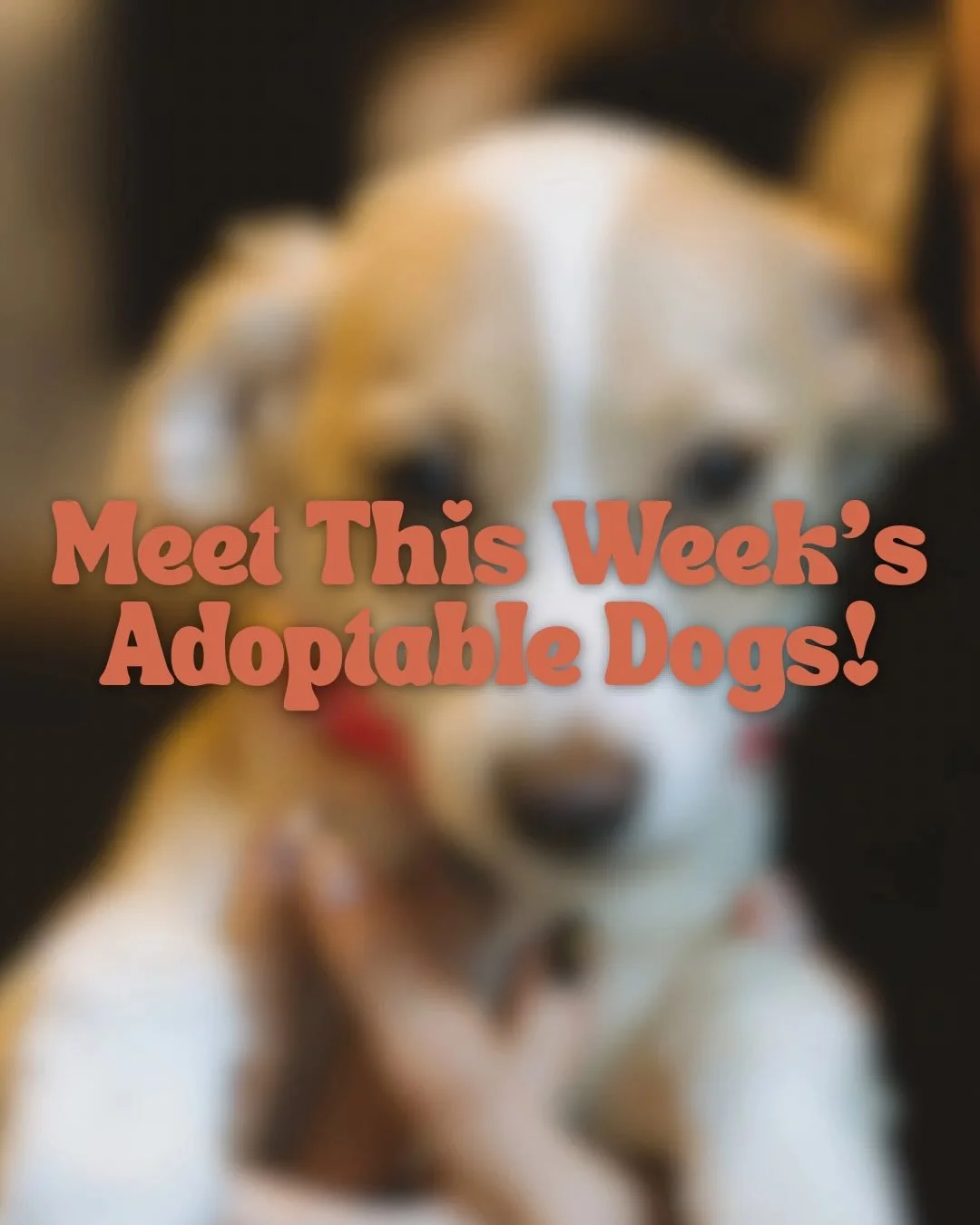 Here is this week&rsquo;s lounge crew! Come by for puppy snuggles Thursday-Sunday 🐾
 
Returning pups: 
Grumbles, Cupid💛
 
New pups:
Jill, Bree, Caspian, Tumnus, Bear, Moose, Petey and Halo❤️ Not pictured is Lori who is being spayed today and will j