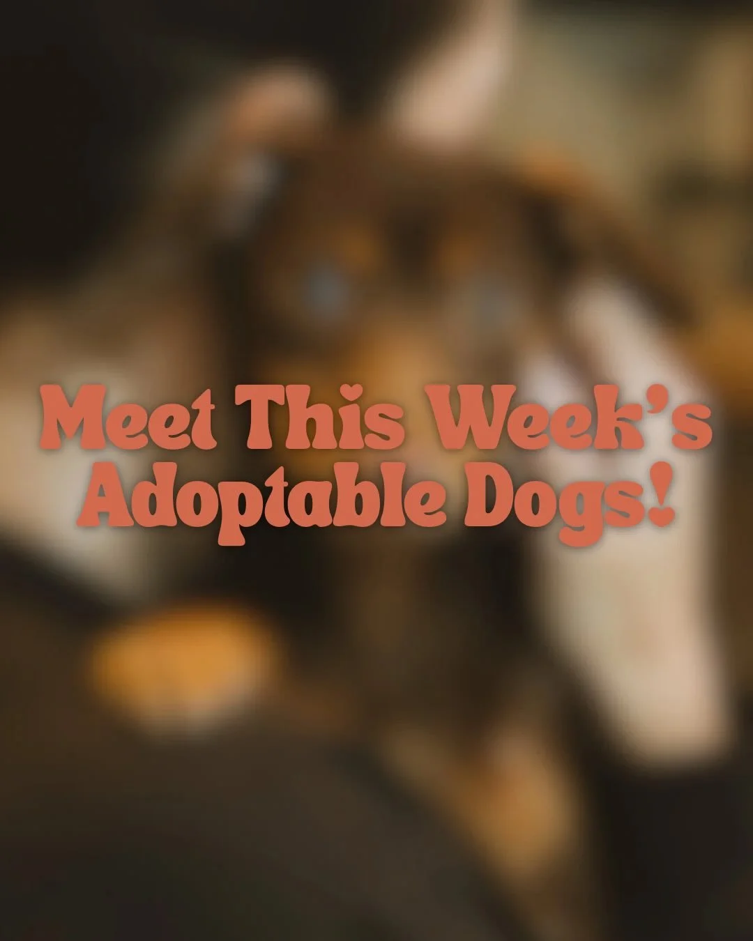 Here is this week&rsquo;s lounge crew! Come by for puppy snuggles Thursday-Sunday 🐾

PLEASE NOTE: This group will be held for the next 2 weeks and applications will be collected until 2/8!
 
New pups:
Scooby-Doo, Daphne, Nugget, Shaggy, Freddie, Hel