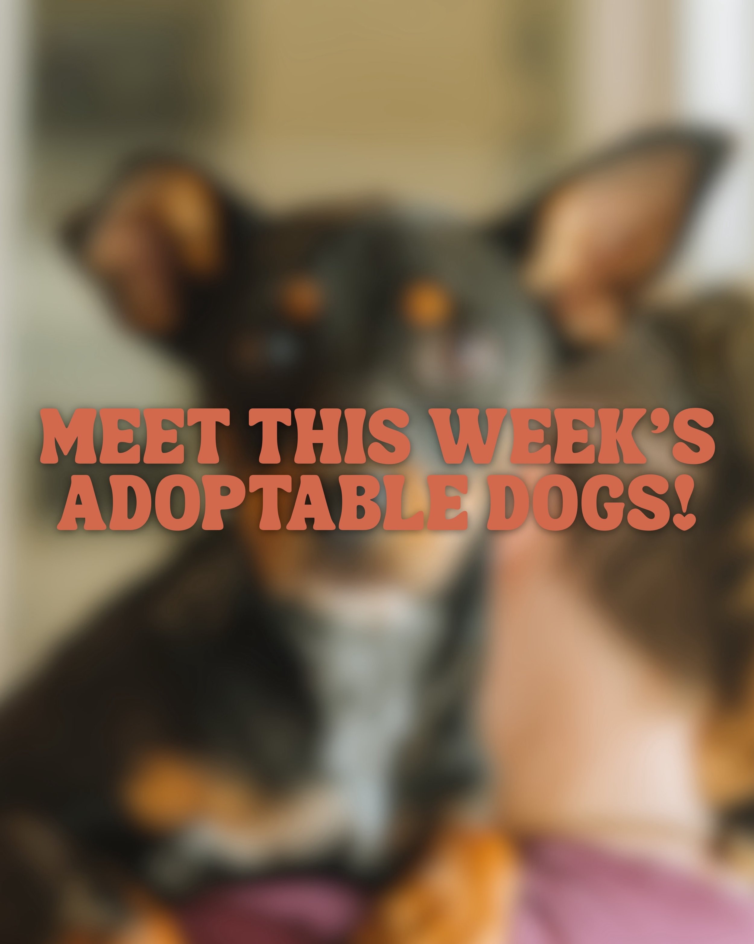 Here is this week&rsquo;s lounge crew! Come by for puppy snuggles Thursday-Sunday 🐾
 
New pups: Zelda, Drex, Billy, Shasta, Champ, Hoot, Molly, Noble❤️
 
Returning pups: Austin and Andy💕

Swipe through for details!
 
A MESSAGE FROM OUR RESCUE PARTE