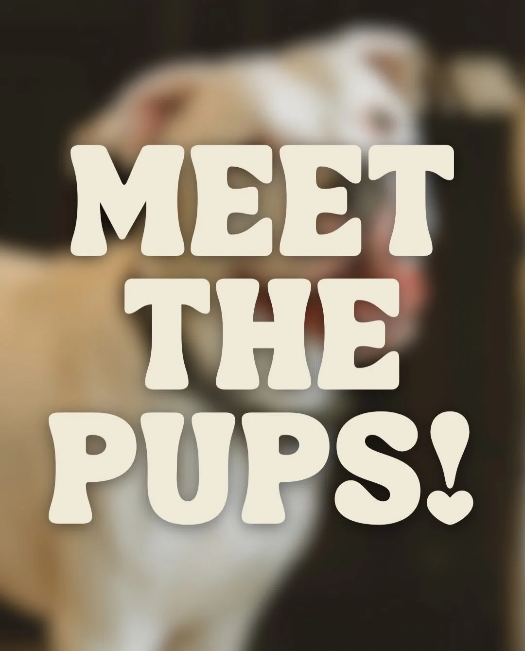 Here is this week&rsquo;s lounge crew! Come by for puppy snuggles Thursday-Sunday🐾
 
Returning pups: Champ, Zelda, Drex, Billy, Shasta, Hoot, Molly, Noble, Austin and Andy❣️

Swipe through for details!
 
A MESSAGE FROM OUR RESCUE PARTER, BECAUSE WE 
